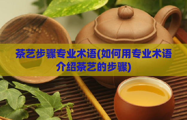 茶艺步骤专业术语(如何用专业术语介绍茶艺的步骤)  第1张