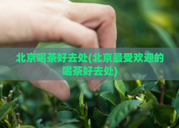 北京喝茶好去处(北京最受欢迎的喝茶好去处)  第1张