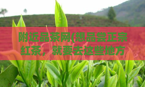 附近品茶网(想品尝正宗红茶，就要去这些地方！寻找正宗红茶的终极指南)  第1张