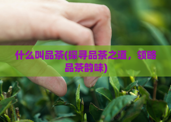 什么叫品茶(探寻品茶之道，领略品茶韵味)  第1张