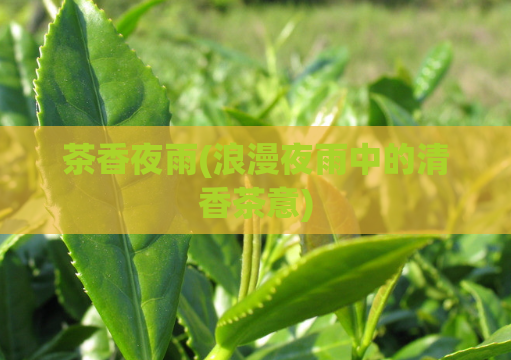 茶香夜雨(浪漫夜雨中的清香茶意)  第1张