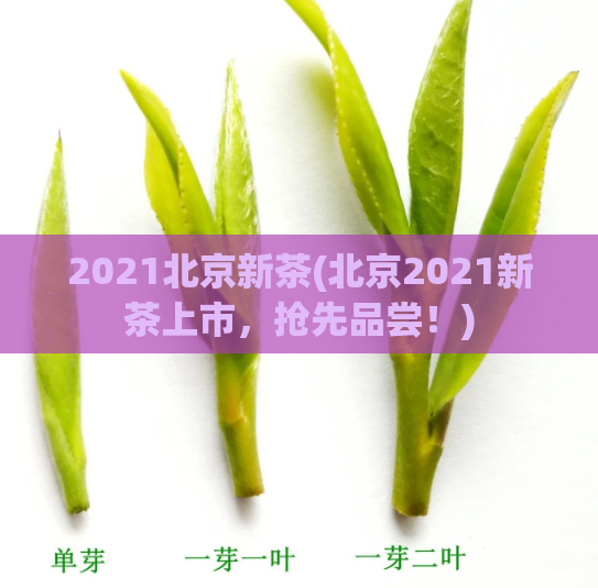 2021北京新茶(北京2021新茶上市，抢先品尝！)  第1张