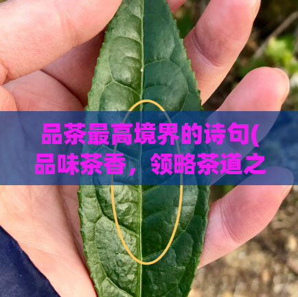 品茶最高境界的诗句(品味茶香，领略茶道之生趣)  第1张