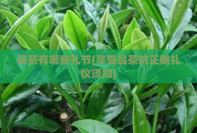 品茶有哪些礼节(享受品茶的正确礼仪须知)  第1张