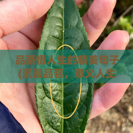 品茶悟人生的精美句子(沉浸品茗，意义人生)  第1张