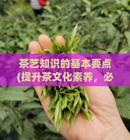 茶艺知识的基本要点(提升茶文化素养，必备茶艺知识)  第1张