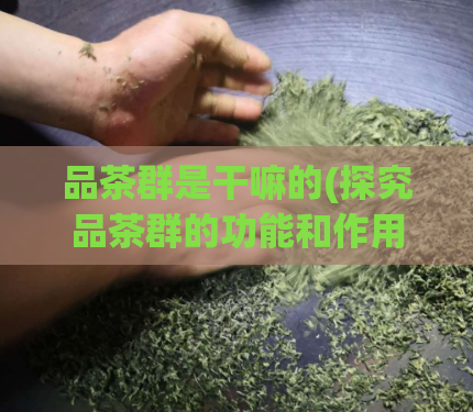 品茶群是干嘛的(探究品茶群的功能和作用：深入了解品茶文化)  第1张