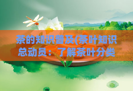 茶的知识普及(茶叶知识总动员：了解茶叶分类、产地、品质、冲泡方法！)  第1张