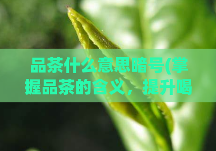 品茶什么意思暗号(掌握品茶的含义，提升喝茶品质)  第1张