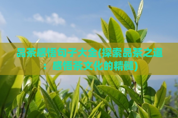 品茶感悟句子大全(探索品茶之道：感悟茶文化的精髓)  第1张
