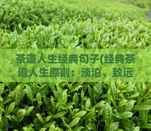 茶道人生经典句子(经典茶道人生原则：淡泊、致远)  第1张