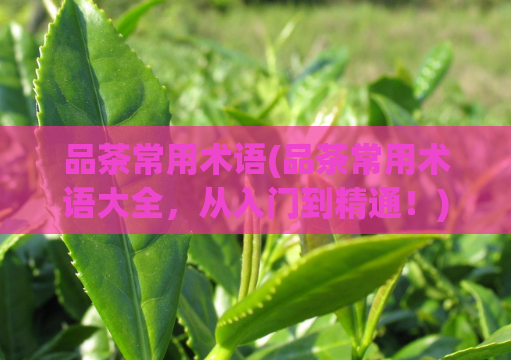 品茶常用术语(品茶常用术语大全，从入门到精通！)  第1张