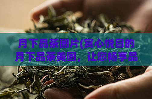 月下品茶图片(赏心悦目的月下品茶美图，让您畅享品茗之乐)  第1张