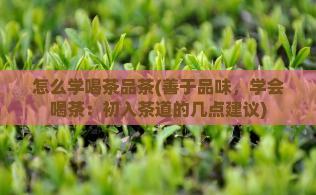 怎么学喝茶品茶(善于品味，学会喝茶：初入茶道的几点建议)  第1张