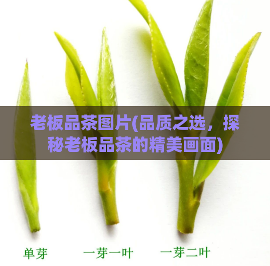 老板品茶图片(品质之选，探秘老板品茶的精美画面)  第1张