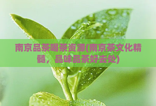 南京品茶喝茶资源(南京茶文化精髓，品味品茶好去处)  第1张