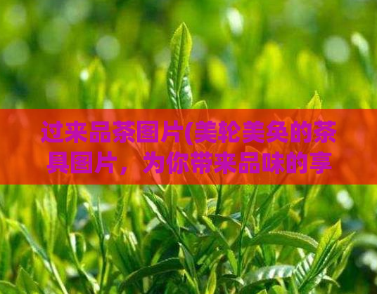 过来品茶图片(美轮美奂的茶具图片，为你带来品味的享受)  第1张