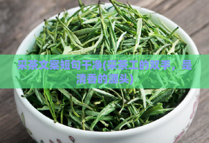 采茶文案短句干净(采茶工的双手，是清香的源头)  第1张