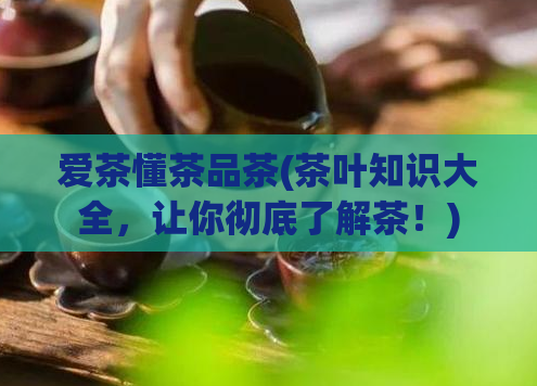 爱茶懂茶品茶(茶叶知识大全，让你彻底了解茶！)  第1张