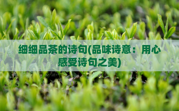 细细品茶的诗句(品味诗意：用心感受诗句之美)  第1张