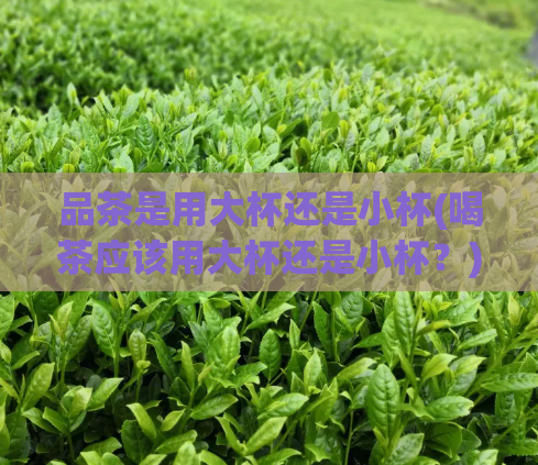 品茶是用大杯还是小杯(喝茶应该用大杯还是小杯？)  第1张