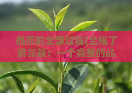品茶的全部过程(全程了解品茶：一个完整的品尝和冲泡指南)  第1张