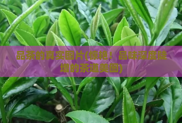 品茶的真实图片(惊艳！品味深度陡增的茶道美图)  第1张