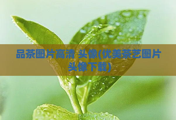 品茶图片高清 头像(优美茶艺图片 头像下载)  第1张