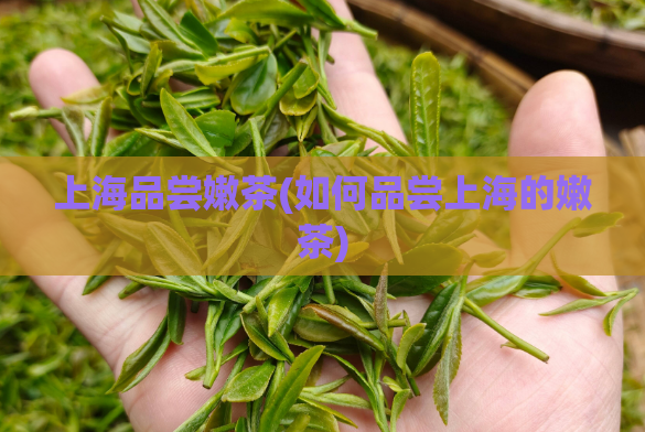 上海品尝嫩茶(如何品尝上海的嫩茶)  第1张