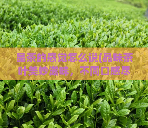 品茶的感觉怎么说(品味茶叶美妙滋味，不同口感尽在其中)  第1张