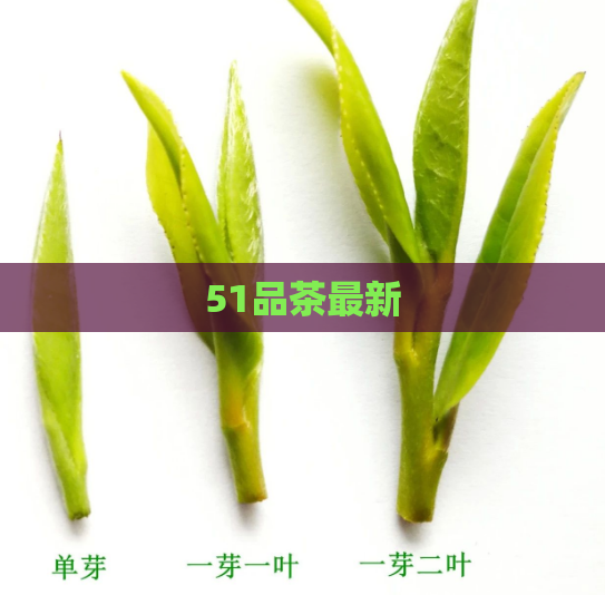 51品茶最新  第1张
