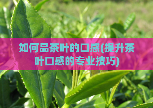 如何品茶叶的口感(提升茶叶口感的专业技巧)  第1张