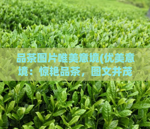 品茶图片唯美意境(优美意境：惊艳品茶，图文并茂)  第1张