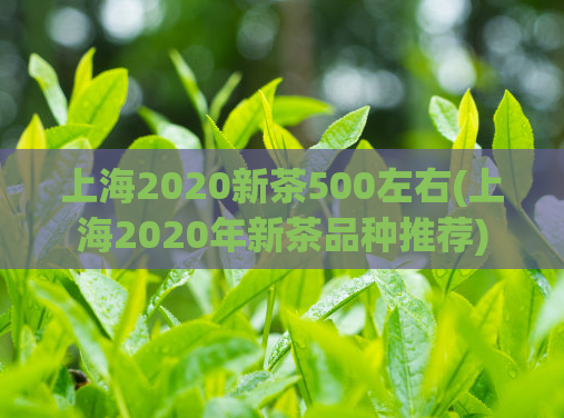 上海2020新茶500左右(上海2020年新茶品种推荐)  第1张