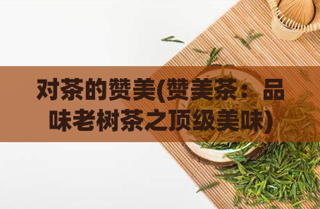 对茶的赞美(赞美茶：品味老树茶之顶级美味)  第1张