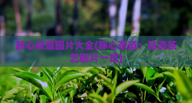 静心茶道图片大全(静心茶道：高清茶艺图片一览)  第1张