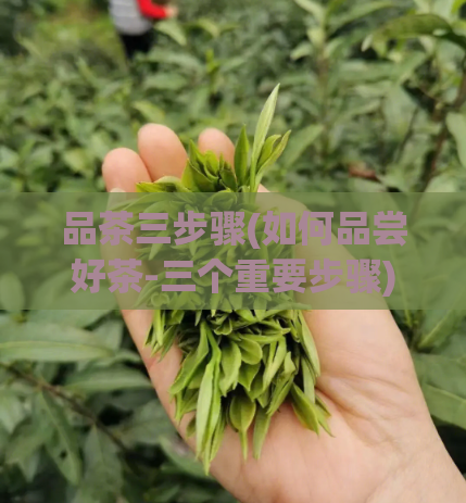 品茶三步骤(如何品尝好茶-三个重要步骤)  第1张