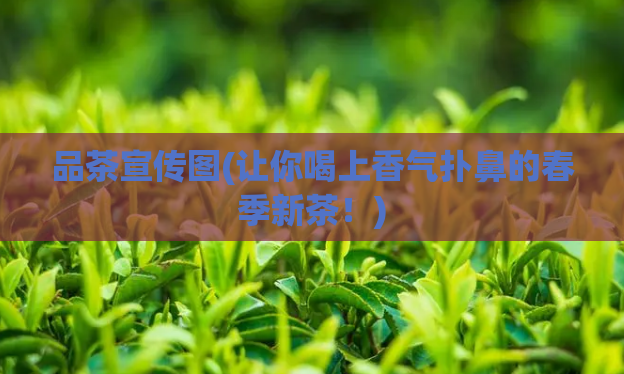 品茶宣传图(让你喝上香气扑鼻的春季新茶！)  第1张