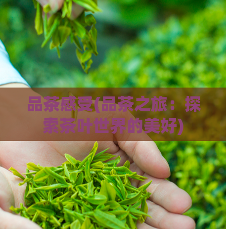 品茶感受(品茶之旅：探索茶叶世界的美好)  第1张