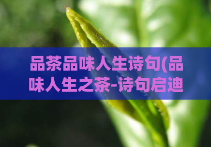 品茶品味人生诗句(品味人生之茶-诗句启迪)  第1张