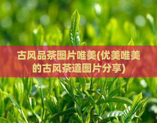 古风品茶图片唯美(优美唯美的古风茶道图片分享)  第1张