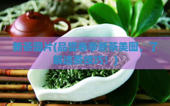 新茶图片(品尝春季新茶美图，了解选茶技巧！)  第1张