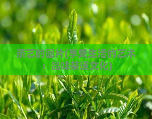茶艺的图片(享受生活的艺术：品味茶道文化)  第1张