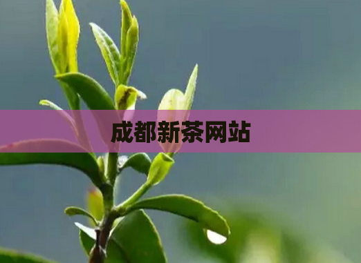 成都新茶网站  第1张