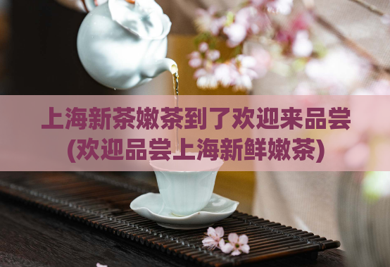 上海新茶嫩茶到了欢迎来品尝(欢迎品尝上海新鲜嫩茶)  第1张