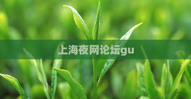 上海夜网论坛gu  第1张