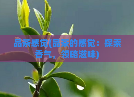 品茶感觉(品茶的感觉：探索香气，领略滋味)  第1张