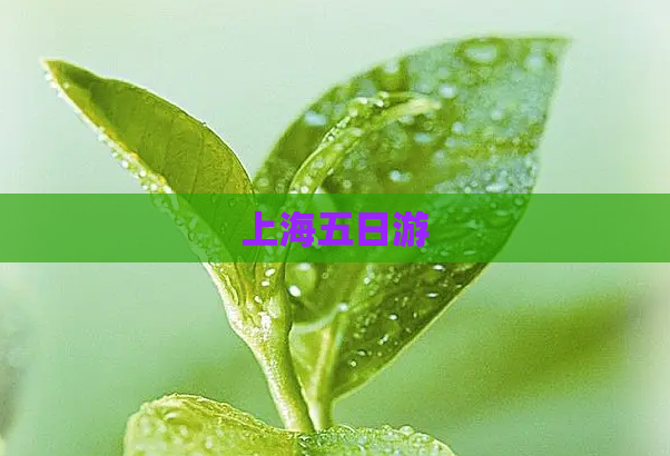 上海五日游  第1张