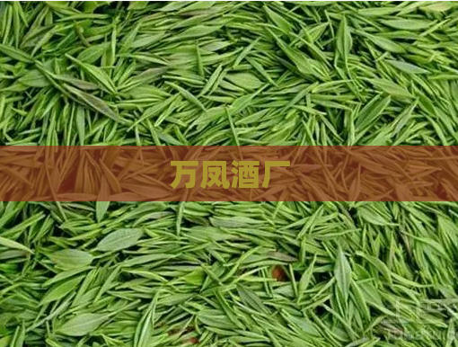 万凤酒厂  第1张