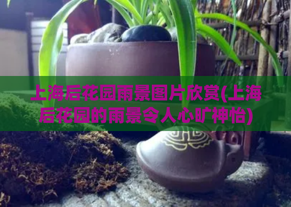 上海后花园雨景图片欣赏(上海后花园的雨景令人心旷神怡)  第1张